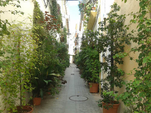 Street with plants